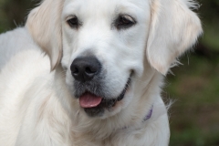 Emma-English-Creme-Golden-Retriever-1-5