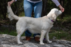 Emma-English-Creme-Golden-Retriever-1