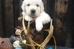 EmmaTexas TLC Golden's first English Creme Golden REtriever