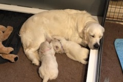English-Creme-Golden-Retriever-Puppies-20-days-old
