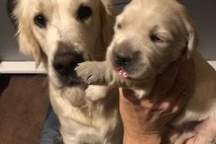 English-Creme-Golden-Retriever-Puppy-Emma-photobomb-rotated