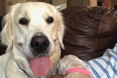 English-Creme-Golden-Retriever-Puppy-Shelley-2-rotated
