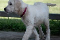 Emma - English Creme Golden Retriever at 4 months