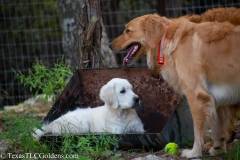 Emma in the water - English Creme Golden Retriever at 4 months with our Girl Harley