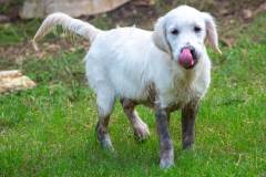 Emma loves muddy water - English Creme Golden Retriever at 4 months