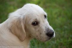 Emma - English Creme Golden Retriever at 4 months