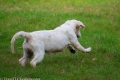 Golden_Retriever-Texas_TLC_Goldens-1-2