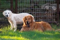 Emma - English Creme Golden Retriever at 4 months with our boy River