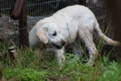 Golden_Retriever-Texas_TLC_Goldens-1-26
