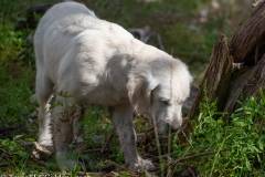 Golden_Retriever-Texas_TLC_Goldens-1-27