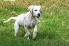 Golden_Retriever-Texas_TLC_Goldens-1-3