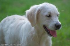 Emma - English Creme Golden Retriever at 4 months