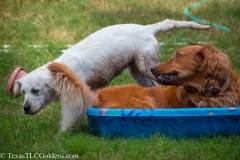 Golden_Retriever-Texas_TLC_Goldens-1-30