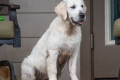 Golden_Retriever-Texas_TLC_Goldens-1-33