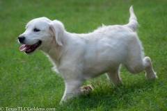 Emma - English Creme Golden Retriever at 4 months