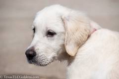 Emma - English Creme Golden Retriever at 4 months