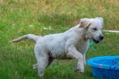 Golden_Retriever-Texas_TLC_Goldens-1-5