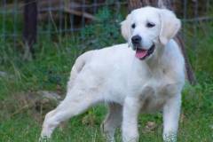 Emma - English Creme Golden Retriever at 4 months
