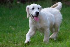 Emma - English Creme Golden Retriever at 4 months