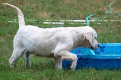Golden_Retriever-Texas_TLC_Goldens-1-7
