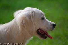 Emma - English Creme Golden Retriever at 4 months