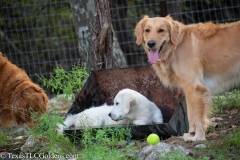 Emma  loves water- English Creme Golden Retriever at 4 months with our girl Harley
