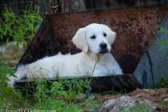 Emma - English Creme Golden Retriever at 4 months