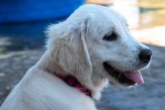 Emma - English Creme Golden Retriever at 4 months
