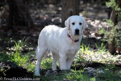 Golden_Retriever-Texas_TLC_Goldens-50-10