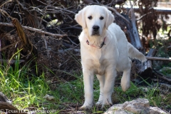 Golden_Retriever-Texas_TLC_Goldens-50-12