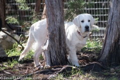 Golden_Retriever-Texas_TLC_Goldens-50-13