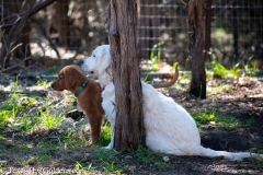 Golden_Retriever-Texas_TLC_Goldens-50-19