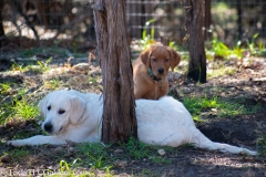 Golden_Retriever-Texas_TLC_Goldens-50-20