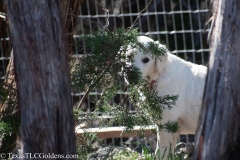 Golden_Retriever-Texas_TLC_Goldens-50-27