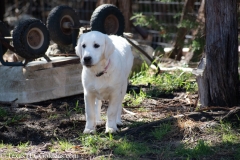 Golden_Retriever-Texas_TLC_Goldens-50-28