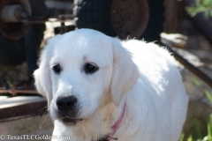 Golden_Retriever-Texas_TLC_Goldens-50-29