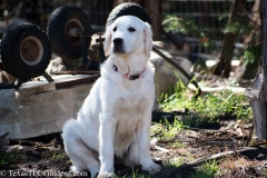 Golden_Retriever-Texas_TLC_Goldens-50-30