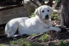 Golden_Retriever-Texas_TLC_Goldens-50-31