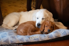 Golden_Retriever-Texas_TLC_Goldens-50-32