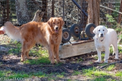 Golden_Retriever-Texas_TLC_Goldens-50-4
