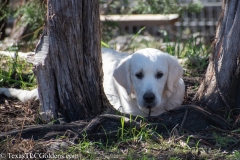 Golden_Retriever-Texas_TLC_Goldens-50-5