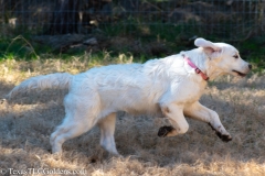 Golden_Retriever-Texas_TLC_Goldens-50-7