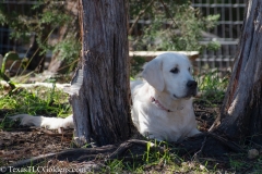 Golden_Retriever-Texas_TLC_Goldens-50-8