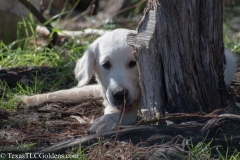 Golden_Retriever-Texas_TLC_Goldens-50-9