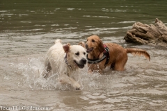Emma - 13 Months old and London (TexasCitiesLitter2019) at 5 months old