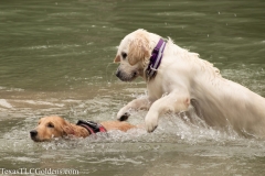 Emma - 13 Months old and London (TexasCitiesLitter2019) at 5 months old