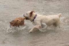 Emma - 13 Months old and London (TexasCitiesLitter2019) at 5 months old