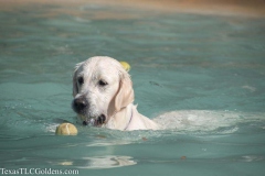 TexasT-LC-Golden-Retrievers-fun-1-11-1019x679-1