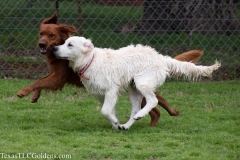 TexasT-LC-Golden-Retrievers-fun-1-113-746x497-1