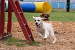 TexasT-LC-Golden-Retrievers-fun-1-114-823x548-1